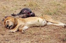 Tsavo National Park Small group Day trip 