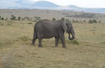 Tsavo National Park Small group Day trip