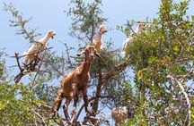 Private Day trip from Marrakech to Essaouira mogador