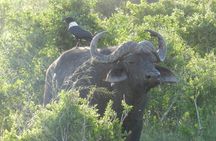 Port Elizabeth Shore Excursion: Addo Elephant Full Day Safari &"Braai"Lunch(BBQ)