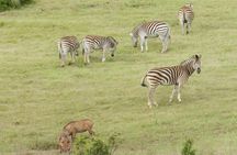Port Elizabeth Shore Excursion: Addo Elephant Full Day Safari &"Braai"Lunch(BBQ)