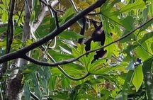 Maya Pyramids and Monkeys 