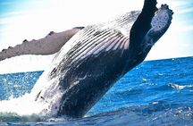 West Oahu Whale Watching Excursion