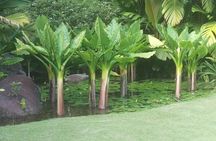 Mahe Private full day tour