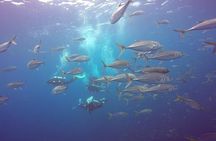Fundive Catalina Islands (2 dives only for certified divers)