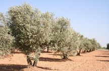 Olive oil and Navarre winery visit with tastings and lunch in small group tour