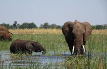 Chobe Day Trip Botswana