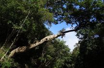 Day Tour Aborigine Village @ Rainforest Taman Negara + Batu Caves