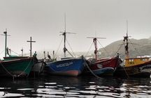 Marine wildlife observation in a fishing village