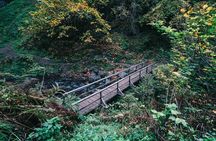 Multnomah Falls and Columbia River Gorge Waterfalls Tour Morning