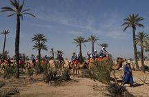 Camel Ride in the Palm Grove