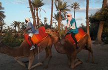 Camel Ride in the Palm Grove