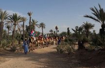 Camel Ride in the Palm Grove