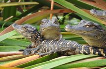 Everglades Day Safari from Fort Myers/Naples Area
