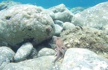 Snorkeling trip