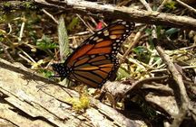 Butterfly Monarch Tour from Mexico City