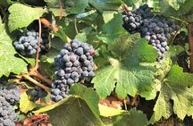 Willamette Valley Wine Tour from Portland 