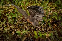 Costa Rican Wildlife: Palo Verde National Park Private Tour