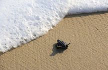 Turtle Release Escobilla Sanctuary and crocs in Ventanilla.