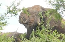 Game Drive And Rhino Walk