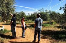 Olive Oil Farm Tour with Tasting from Seville
