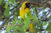 Sunset Cruise ,Chobe Safari Full Day , Airport Transfers Combo 3