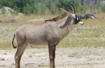 Sunset Cruise ,Chobe Safari Full Day , Airport Transfers Combo 3