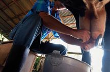 Costa Rica Campesino Farm Tour
