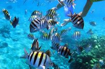 Private Catamaran Booze Cruise & Snorkeling