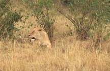 Arusha National Park Safari by Jeep