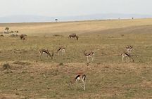 Nairobi safari walk half day tour