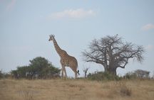 Three Days Ngorongoro crater, Lake Manyara and Taragire National Park (Joining)