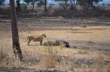 Day trip to Mikumi National Park from Dar es salaam 