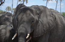 Day trip to Mikumi National Park from Dar es salaam 