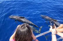 Waitukubuli Dolphin and Whale Watch in Dominica