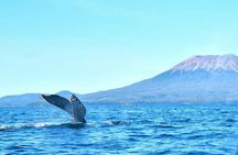 Amazing Whale Watching and Marine Wildlife Shore Excursion