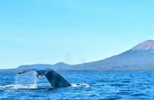 Amazing Whale Watching and Marine Wildlife Shore Excursion