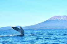 Amazing Whale Watching and Marine Wildlife Shore Excursion