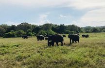 Safari Tour at Minneriya National Park