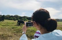 Safari Tour at Minneriya National Park