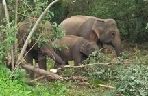 Safari Tour at Minneriya National Park