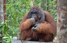 Orangutan Tanjung Puting Day Trip 