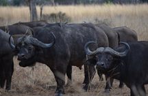Ngorongoro Crater Day Trip Joining Safari From Arusha