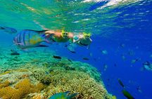 Great Snorkeling Cruise with Sharks & Stingray Encounter and Natural Pool