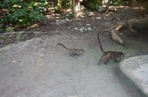 Cobá Ruins Tour (Private, Half Day)