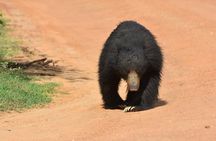 Special Leopard Safari Tour in Yala National Park by Malith & the team