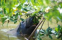 PRIVATE Eco Boat Trip out of Naples Bay, FL , island stop incl.