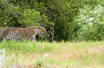 1-Day Ruaha National Park