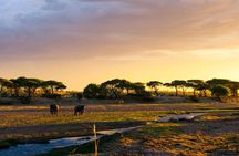 1-Day Ruaha National Park