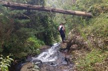 1 Day Kilimanjaro forest (mambori waterfalls).